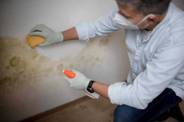 Best Mold Removal Company Near Me  in Presidential Lakes Estates, NJ