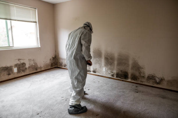 Home Mold Removal in Presidential Lakes Estates, NJ